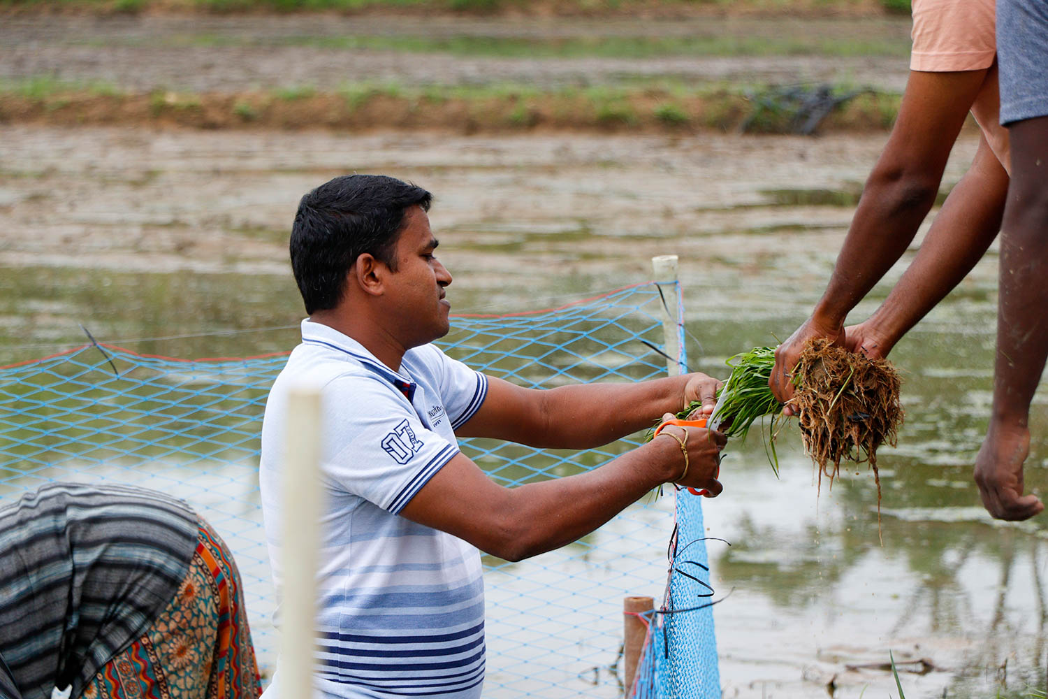 paddy-cutting-image