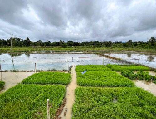 Two native paddy varieties come alive in Sulivara farm